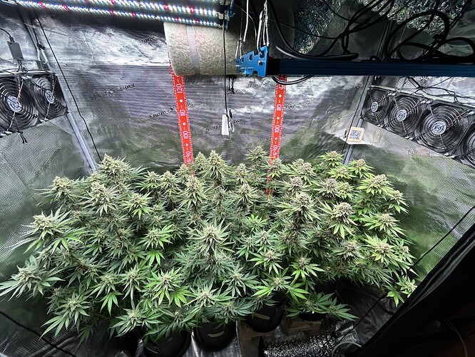 Ein Growzelt mit mehreren blühenden Cannabis-Pflanzen unter LED-Beleuchtung.