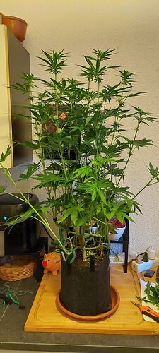 Growreport Bild 5