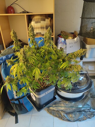 Growreport Bild 120