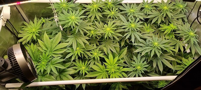 Growreport Bild 19
