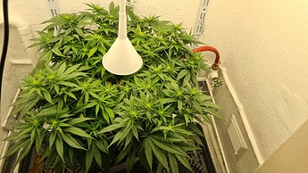 Growreport Bild 50