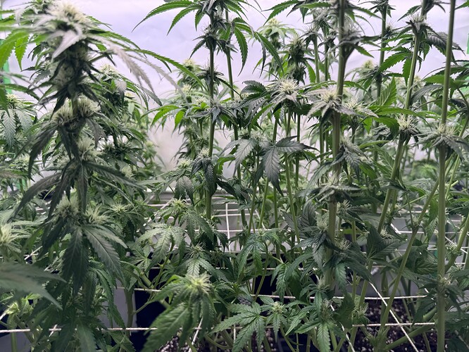 Growreport Bild 35