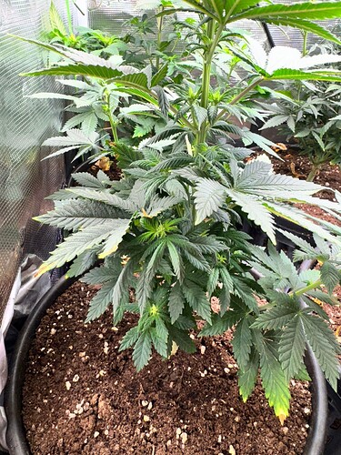 WhatsApp Image 2024-05-18 at 09.47.17