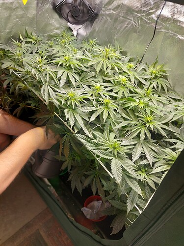 Growreport Bild 7