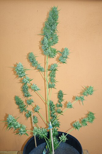 Growreport Bild 3