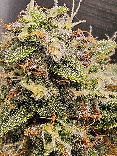 Growreport Bild 95