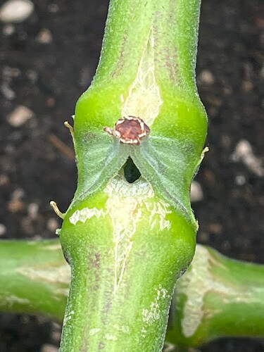 Growreport Bild 4
