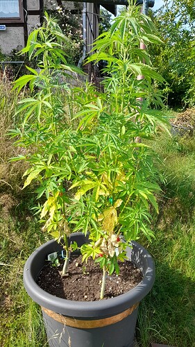 Growreport Bild 28