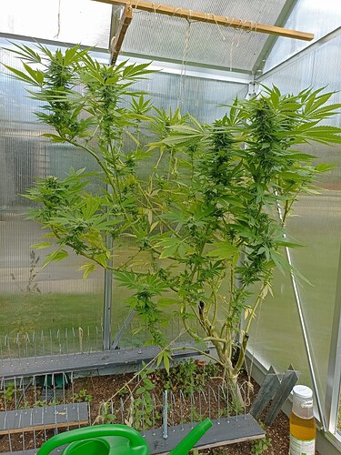 Growreport Bild 1
