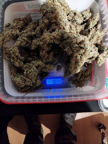 Ein Behälter mit Cannabis-Buds auf einer digitalen Waage, die 70,17 Gramm anzeigt.