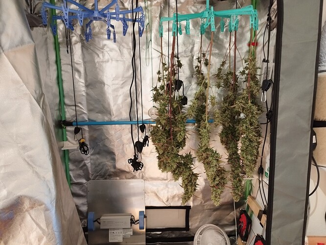 Vier Cannabis-Pflanzen hängen kopfüber in einer Growbox zum Trocknen. Sie sind an Wäscheklammern befestigt, die an einer Stange hängen. Im Hintergrund sind eine LED-Wachstumslampe und ein Ventilator zu sehen.