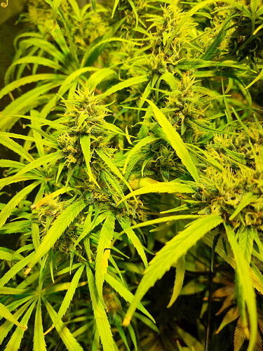 Nahaufnahme von blühenden Cannabispflanzen mit hellgrünen Blättern und sichtbaren Blütenständen.
