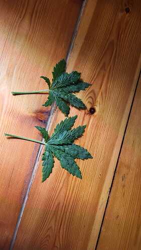 Growreport Bild 14
