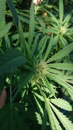 Growreport Bild 29