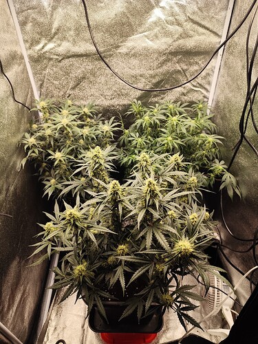Growreport Bild 3