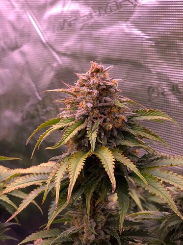 Growreport Bild 2