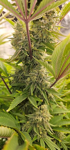 Growreport Bild 27