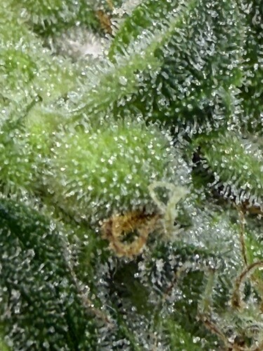 Growreport Bild 5