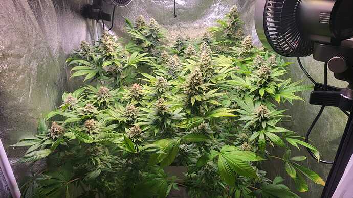 Mehrere Cannabis-Pflanzen in der Blütephase in einem Growzelt mit Ventilatoren.