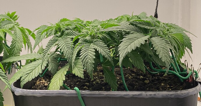 Growreport Bild 39