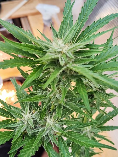 Growreport Bild 2