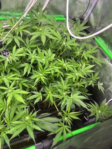 Growreport Bild 41