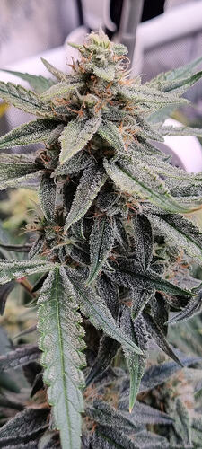 Growreport Bild 3