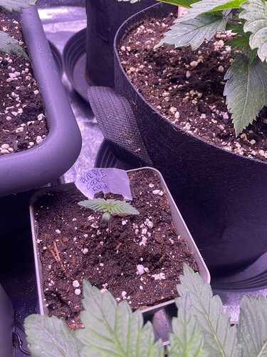 Growreport Bild 7