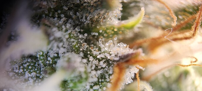 Growreport Bild 28