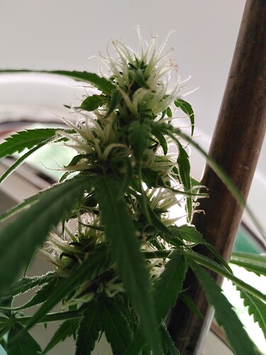 Growreport Bild 5