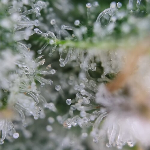 Growreport Bild 27