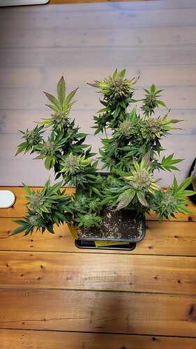 Growreport Bild 25