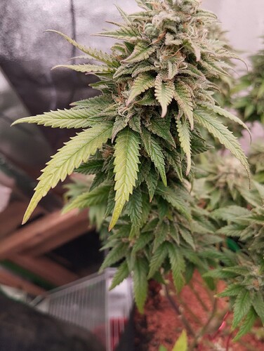Growreport Bild 10