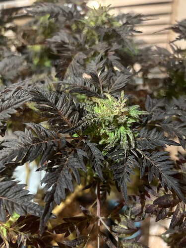 Growreport Bild 19