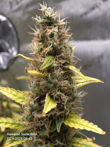 Growreport Bild 16