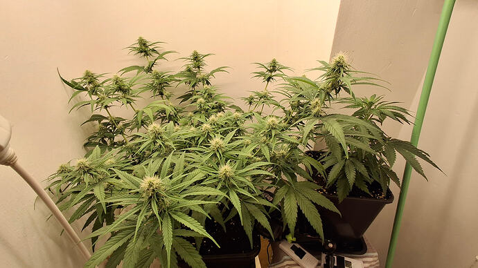 Growreport Bild 257