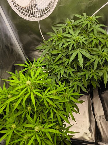Growreport Bild 2