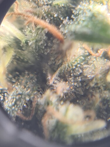 Growreport Bild 30