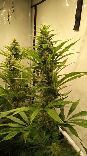 Growreport Bild 32