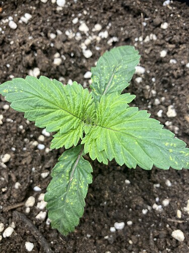 Growreport Bild 20