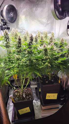 Growreport Bild 2