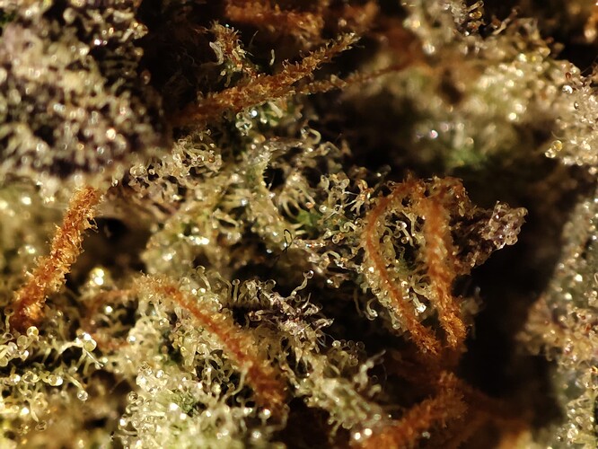 Growreport Bild 31