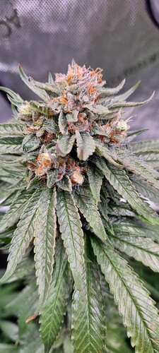 Growreport Bild 11