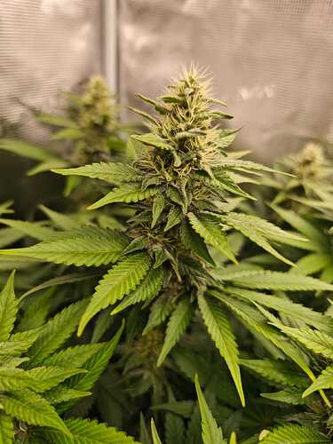 Growreport Bild 15