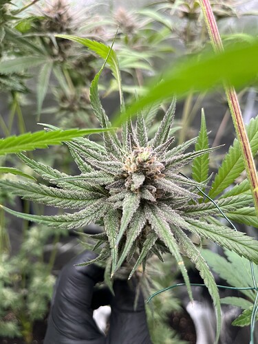 Growreport Bild 3