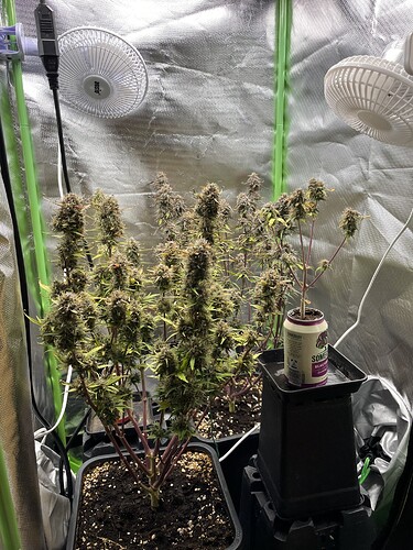 Growreport Bild 1