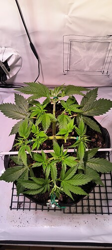 Growreport Bild 4