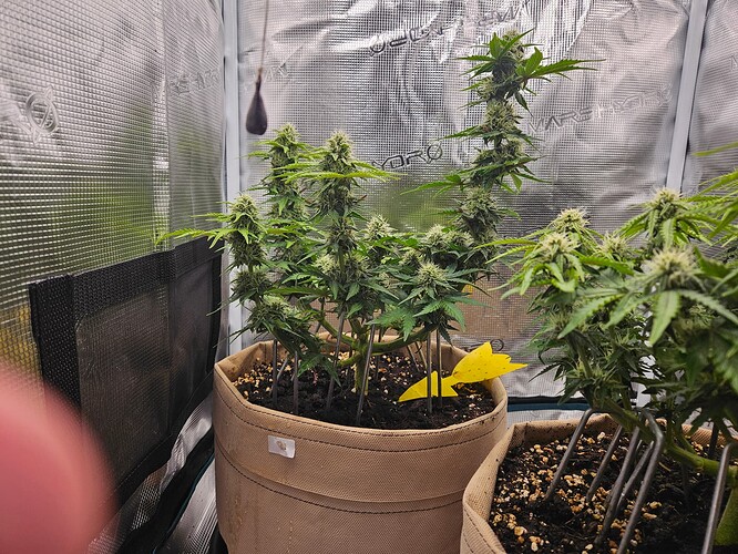 Growreport Bild 80