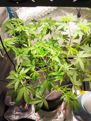 Growreport Bild 3