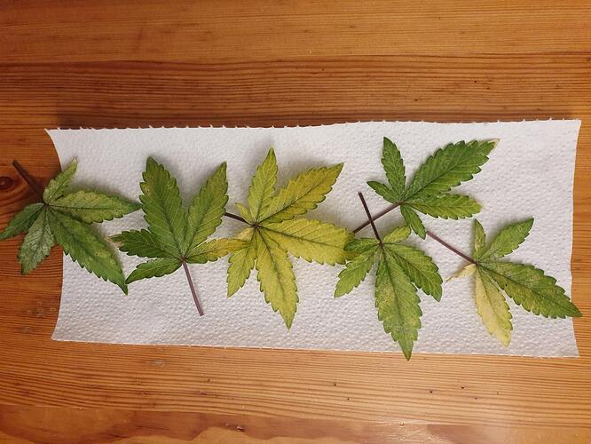 Amnesia_65Tage-2024-09-14-003